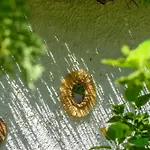 Garden Ischia Super